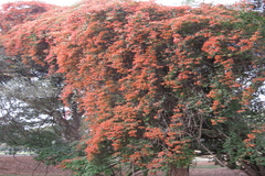 Bougainvillea glabra